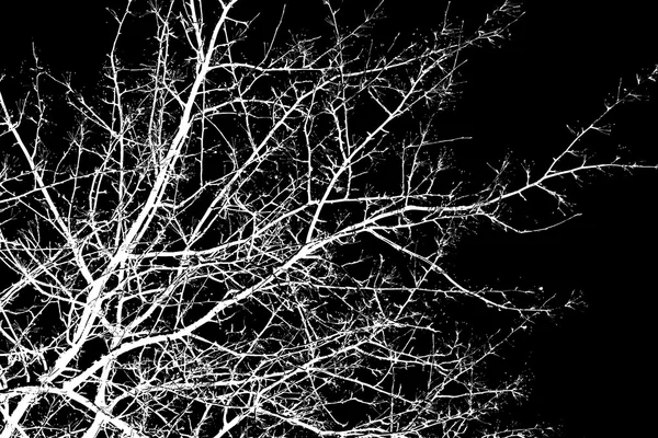 Ramos de árvores brancas — Fotografia de Stock