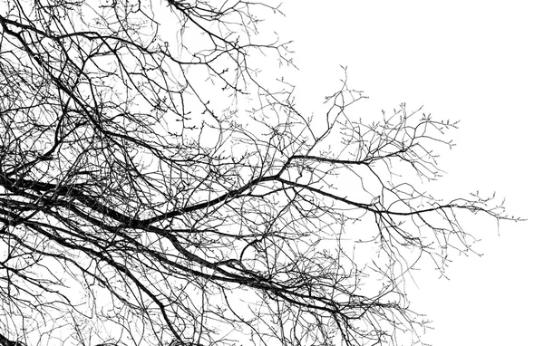 白色上的树枝 — 图库照片
