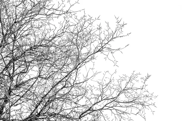 Branches d'arbre sur un blanc — Photo