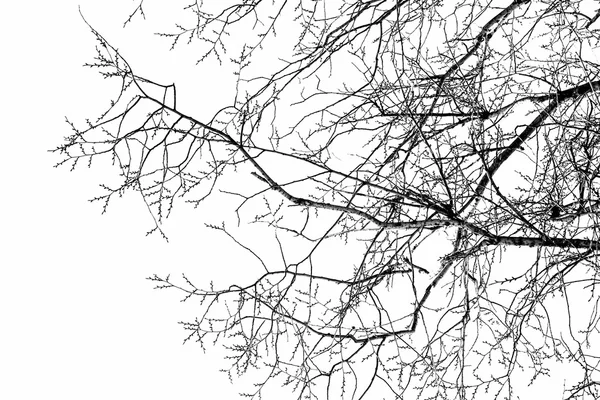 Beyaz bir ağaç dallarında — Stok fotoğraf