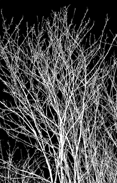 Branches d'arbres blancs — Photo