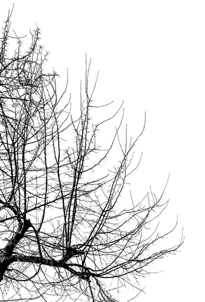 Κλαδιά δέντρων σε ένα λευκό — Φωτογραφία Αρχείου