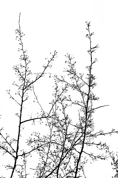 Větve stromů na bílé — Stock fotografie