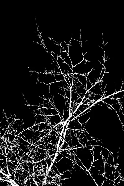 White tree branches — Stock Photo, Image