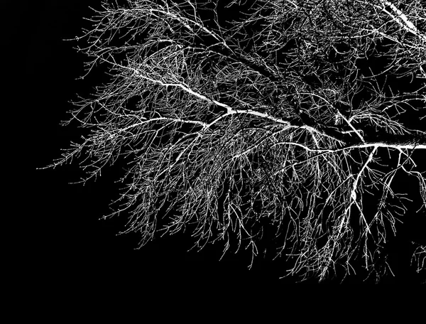 Branches d'arbres blancs — Photo