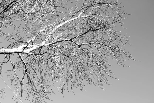 Ramas de árbol blanco en un negro — Foto de Stock