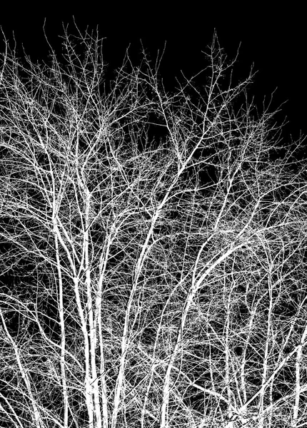 Branches d'arbres blancs — Photo