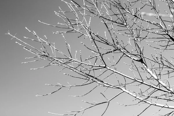 Λευκό δέντρο κλαδιά πάνω σε μαύρο — Φωτογραφία Αρχείου