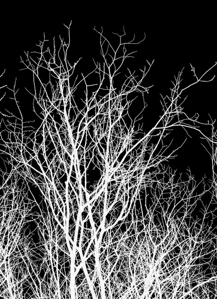 Branches d'arbres blancs — Photo