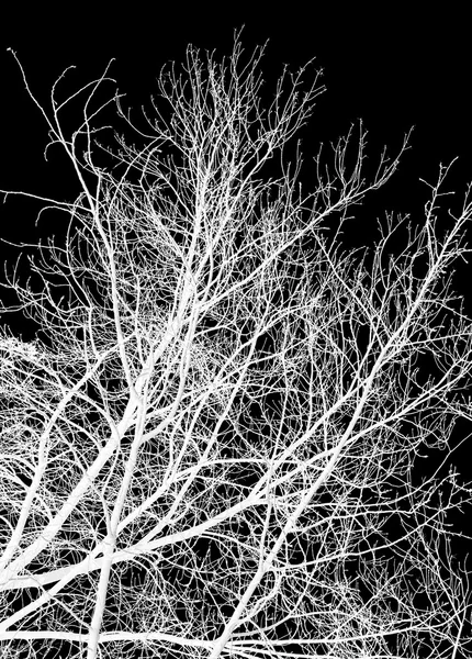 Branches d'arbres blancs — Photo