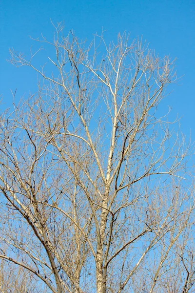Сухие ветви деревьев на голубом небе — стоковое фото