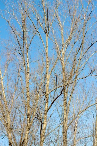 Száraz ágakat a fák, a kék ég — Stock Fotó