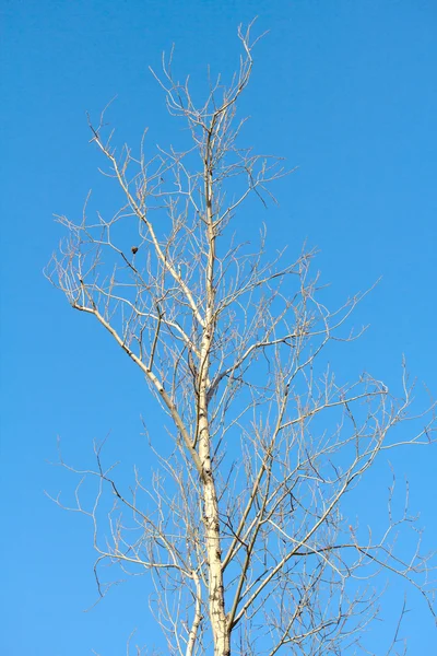 Ramas secas de árboles en el cielo azul — Foto de Stock