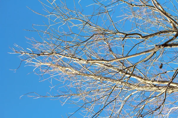 Droge takken van bomen op blauwe hemel — Stockfoto