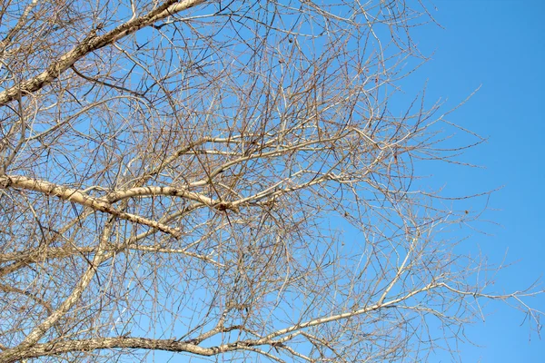 Suche gałęzie drzew na błękitne niebo — Zdjęcie stockowe