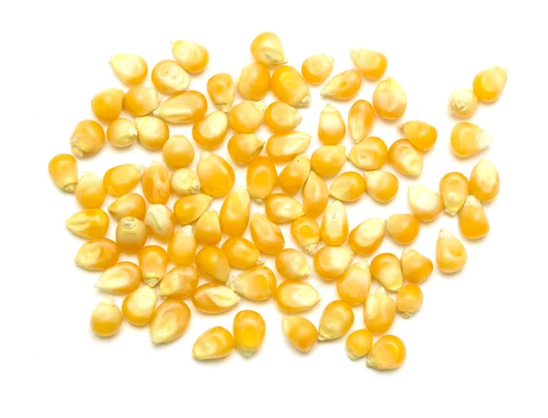 Желтая кукуруза для попкорна — стоковое фото