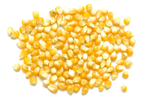Желтая кукуруза для попкорна — стоковое фото