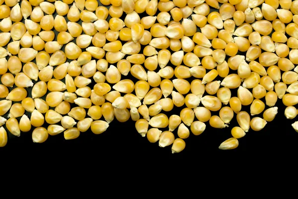 Žlutá kukuřice pro popkorn — Stock fotografie