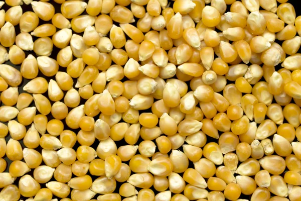 Yellow corn background — Stock Photo, Image