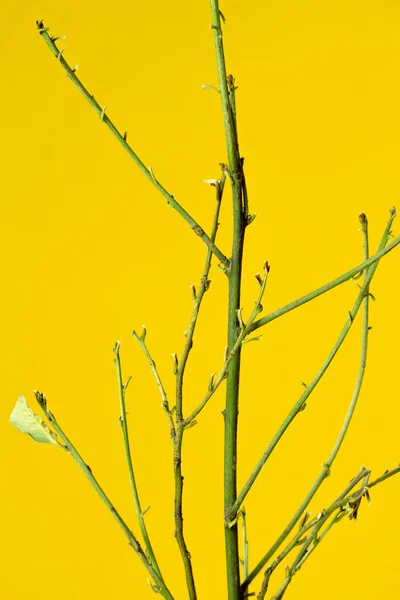 Grüne Zweige ohne Blätter — Stockfoto