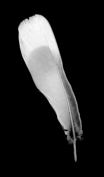 Пташине перо на чорному — стокове фото