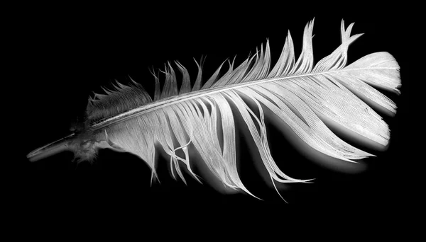Bird feather on black — Stock Photo, Image
