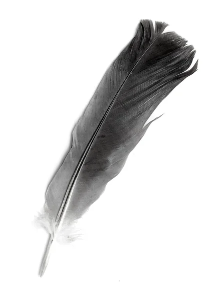 Vogel pluim op wit — Stockfoto