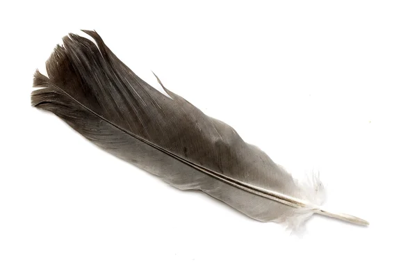 Bird feather on white — Stock Photo, Image