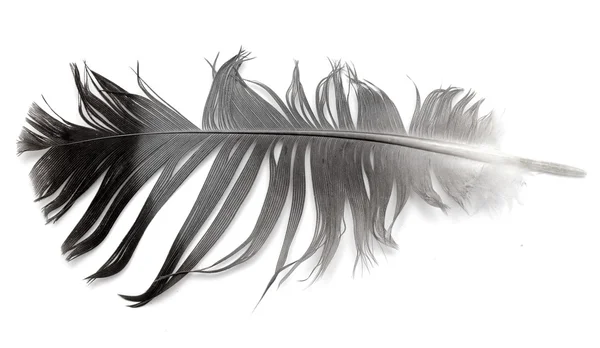 Пташине перо на білому — стокове фото