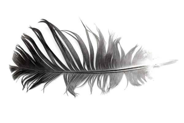 Пташине перо на білому — стокове фото