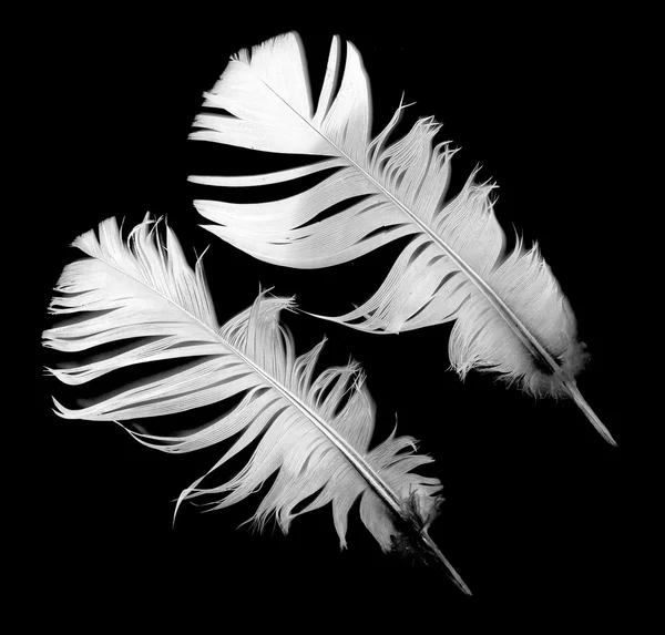 Bird feathers on black — Stock Photo, Image