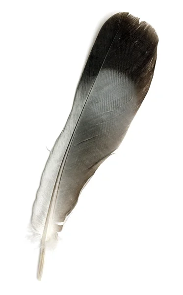 Bird feather on white — Stock Photo, Image