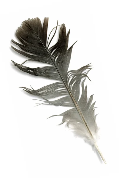 Bird feather on white — Stock Photo, Image