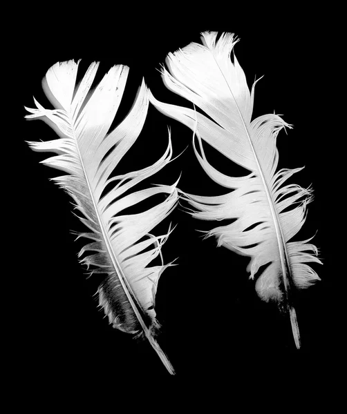 Птичьи перья на черном — стоковое фото