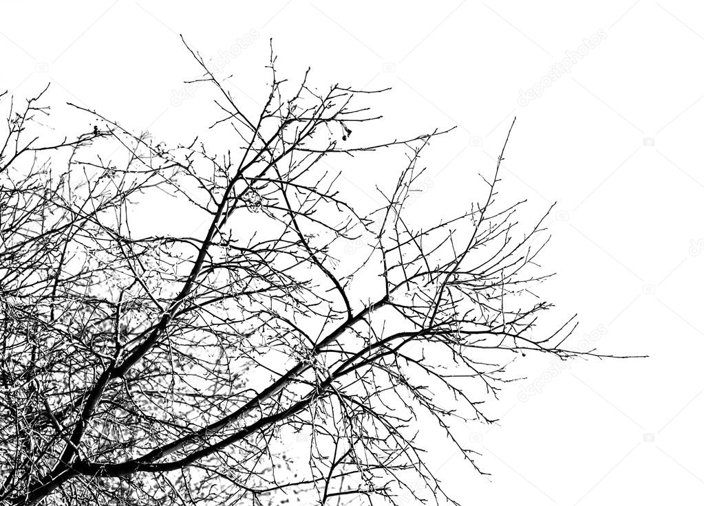 Tree branches on a white