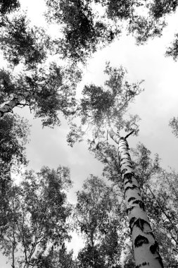 Siyah beyaz huş ağacı grove