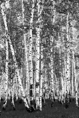 Siyah beyaz huş ağacı grove