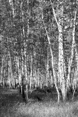 Siyah beyaz huş ağacı grove