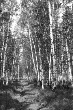 Siyah beyaz huş ağacı grove