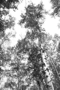 Siyah beyaz huş ağacı grove