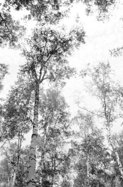 Siyah beyaz huş ağacı grove