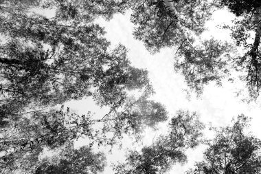 Siyah beyaz huş ağacı grove