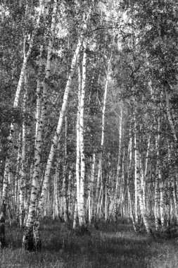 Siyah beyaz huş ağacı grove