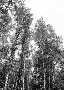 Siyah beyaz huş ağacı grove