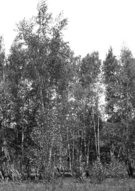 Siyah beyaz huş ağacı grove