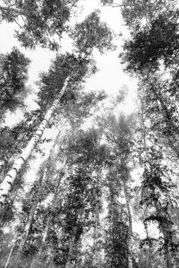 Siyah beyaz huş ağacı grove