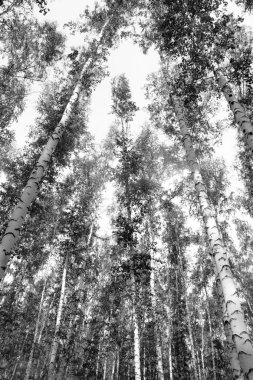 Siyah beyaz huş ağacı grove