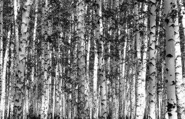 Siyah beyaz huş ağacı grove