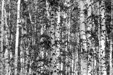 Siyah beyaz huş ağacı grove