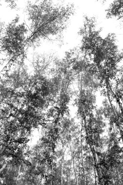 Siyah beyaz huş ağacı grove